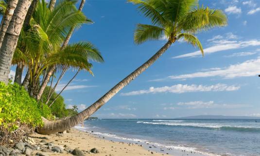 娱乐吃瓜酱椰树